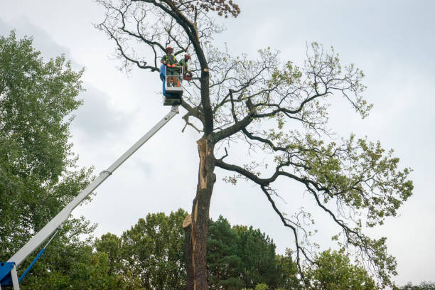 How Our Tree Care Process Works  in  New Berlin, WI